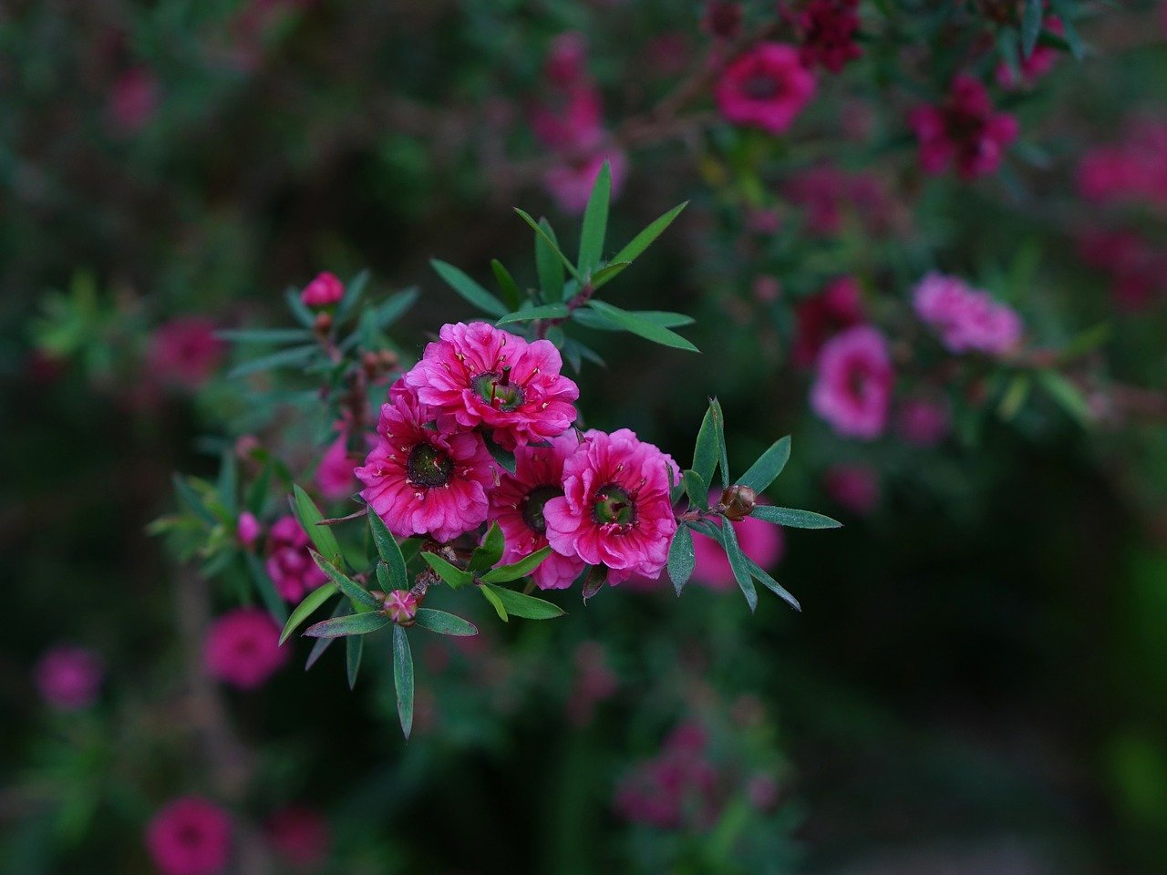 Miód manuka.